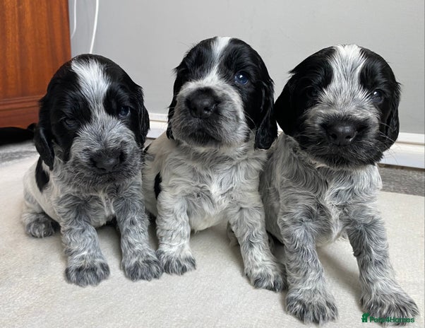 Cocker Spaniel dogs - Advert 11