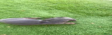 Miniature Dachshund 2