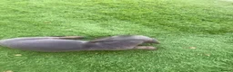 Miniature Dachshund dogs for sale: miniature dachshunds - Advert 9