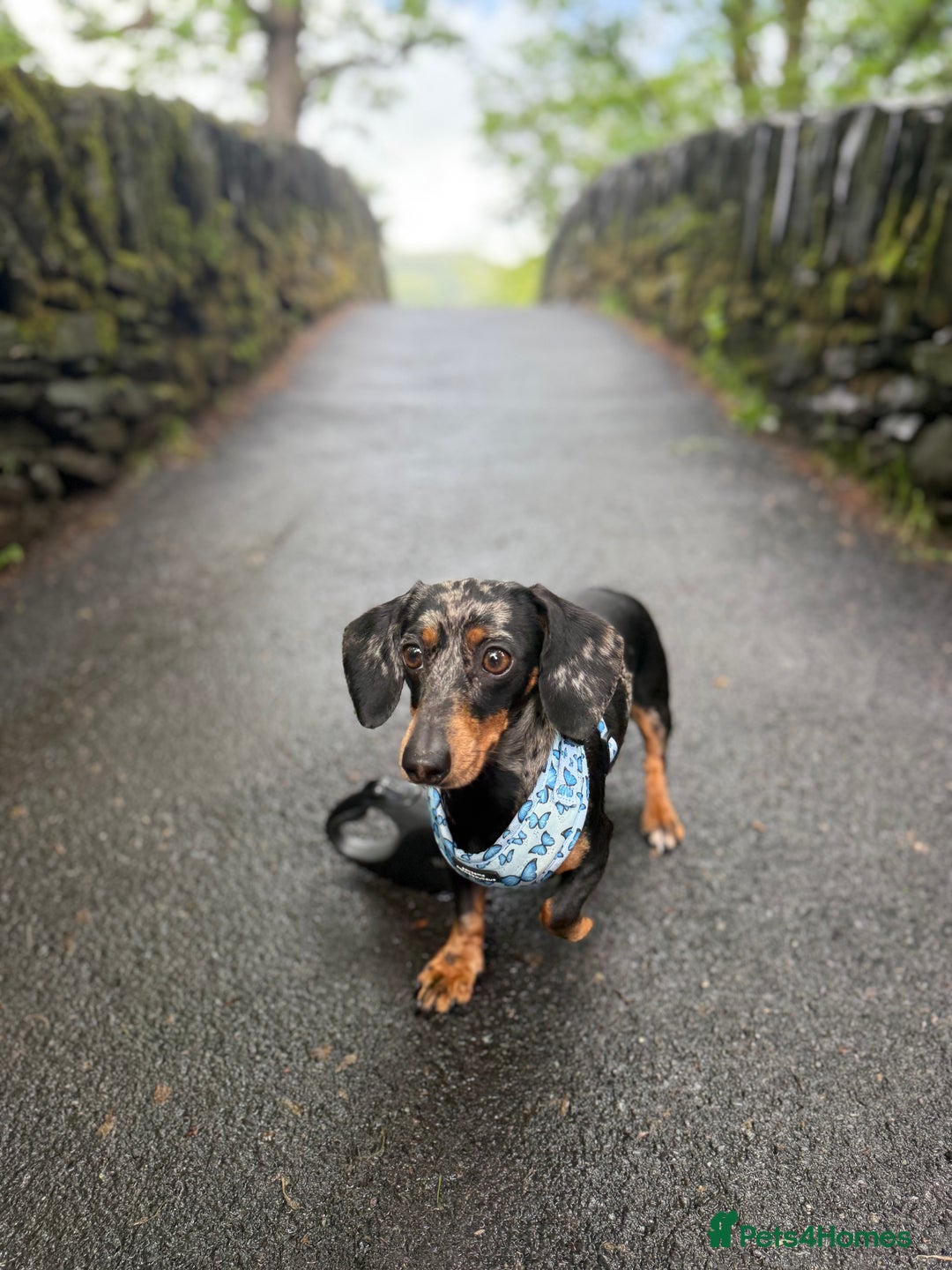 Miniature Dachshund dogs for sale: Miniature Dachshund - dapple  - Image 2