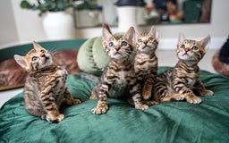 Bengal cats for sale: TICA-Certified Bengal Kittens, Show Quality - Image 6