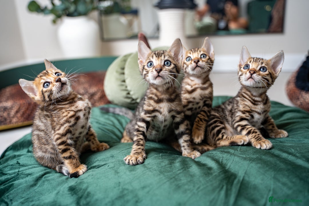 Bengal cats for sale: TICA-Certified Bengal Kittens, Show Quality - Image 6