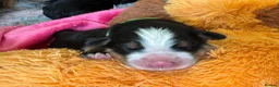 Bernese Mountain Dog dogs for sale: Beautiful Bernese Mountain Dog Puppies in Eye - Advert 6