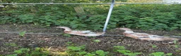 Ducks poultry for sale: WELSH HARLEQUIN DUCKS – UNSEXED PAIR | 8 WEEKS OLD - Advert 2