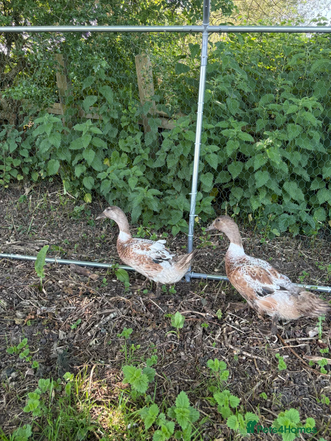 Ducks poultry for sale: WELSH HARLEQUIN DUCKS – UNSEXED PAIR | 8 WEEKS OLD - Advert 2