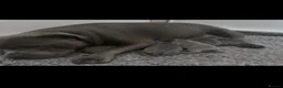 Staffordshire Bull Terrier dogs for sale: Brilliant Pure Staffordshire Bull Terrier puppies in Glasgow - Advert 24