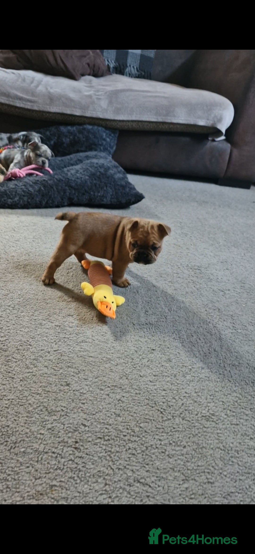 French Bulldog dogs for sale: Male and female frenchies - Image 8
