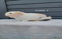 Mini Lop rabbits for sale: Purebred mini lops ready now  - Advert 4