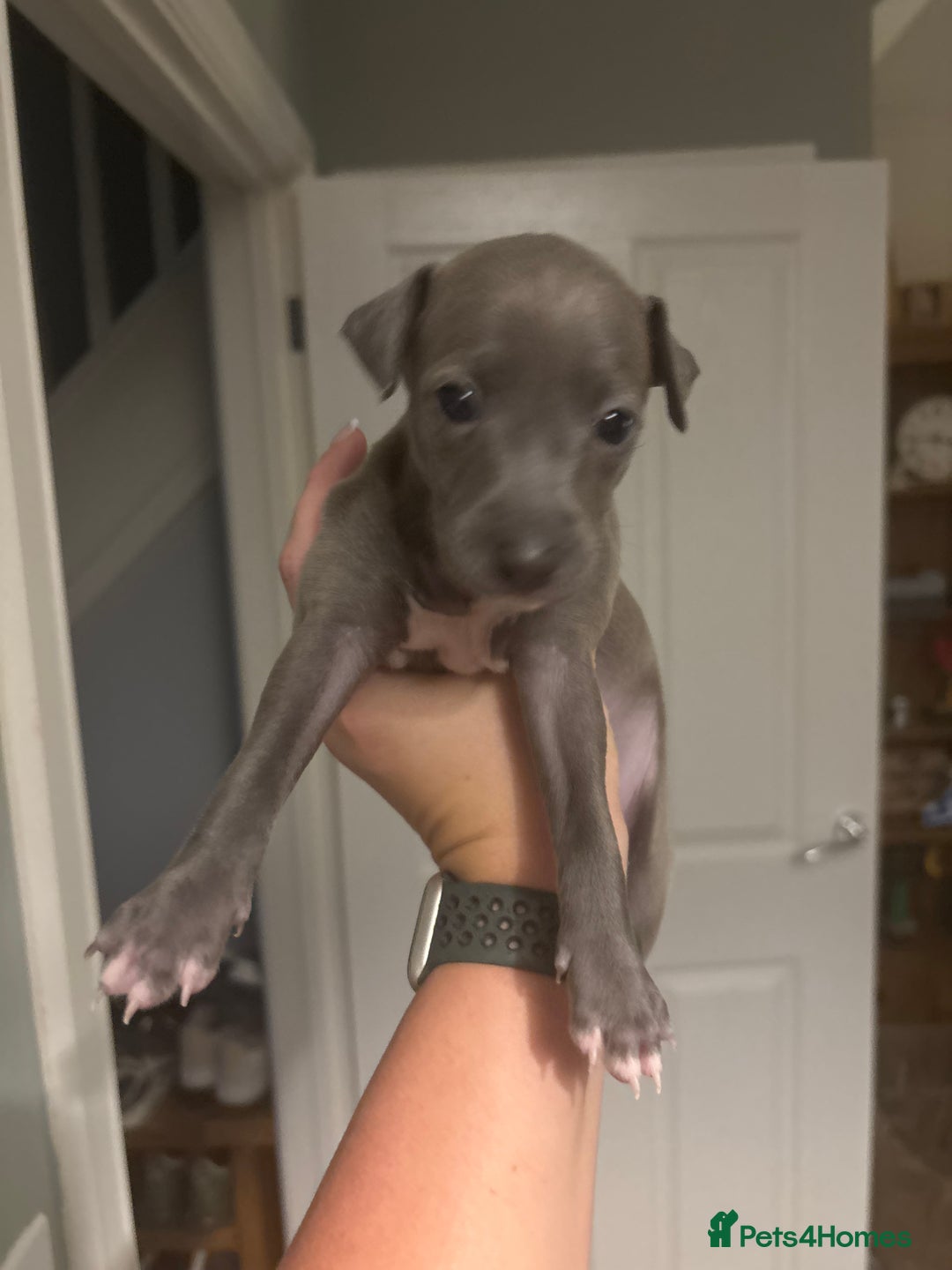 Italian Greyhound dogs for sale: 3 Italian greyhound puppies  - Advert 11