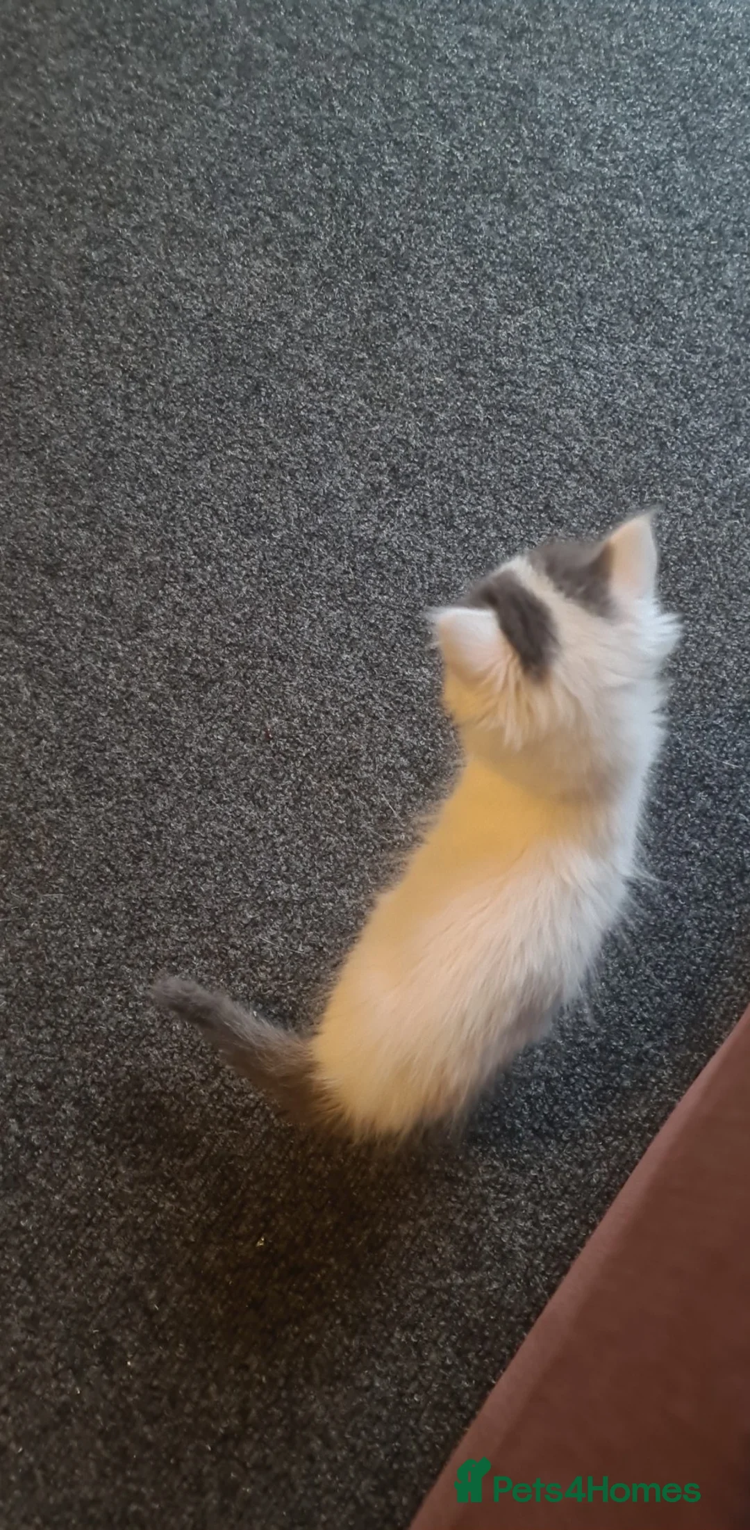 Siberian cats for sale: Kittens - Advert 22