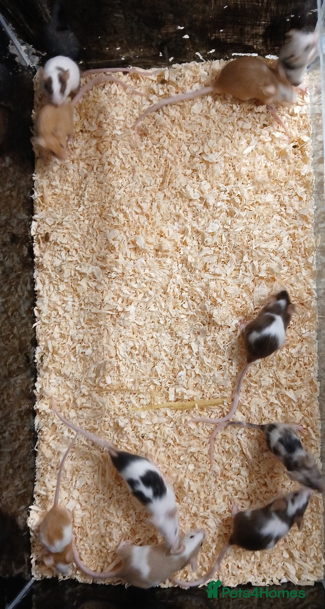 Mouse rodents for sale: Baby Coloured Fancy Mice  - Advert 8