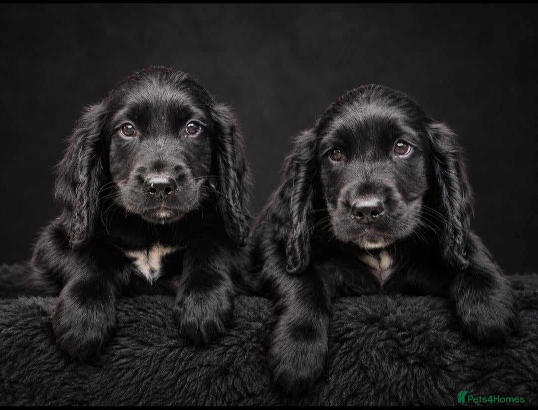 Mixed Breed dogs Spangold puppies  - Advert 21