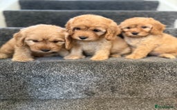 Cockapoo dogs for sale: Ready to go forever home one girl left  - Image 10