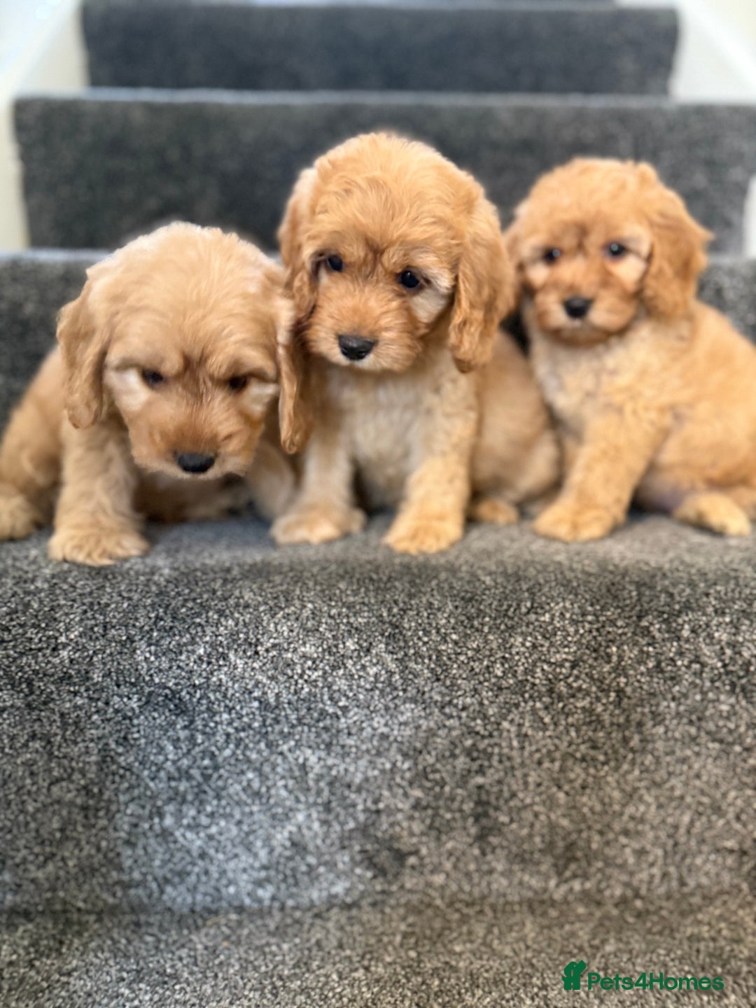 Cockapoo dogs for sale: Ready to go forever home one girl left  - Image 10