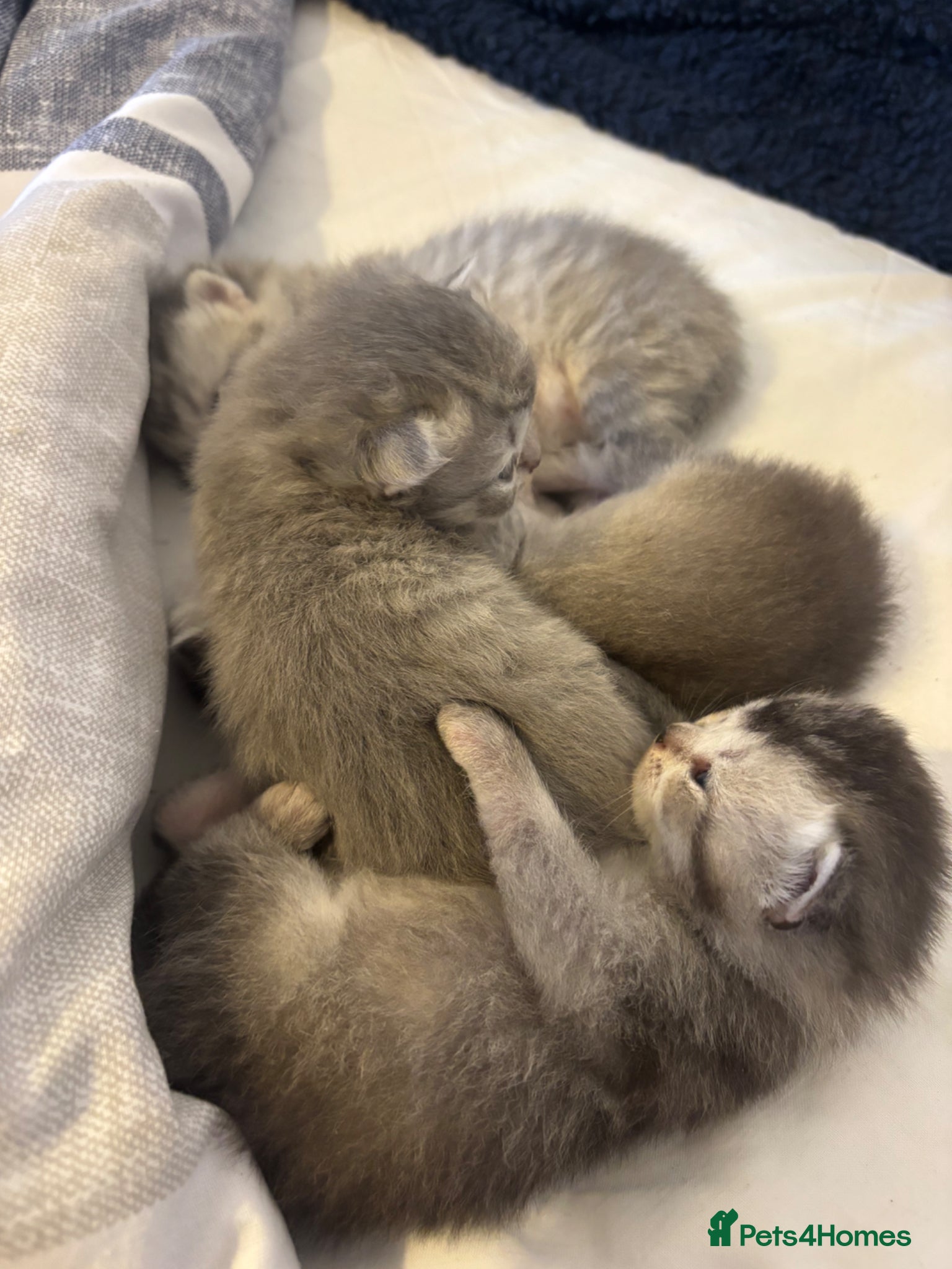 British Shorthair cats for sale: Beautiful family of stunning BSH and Blue - Advert 17