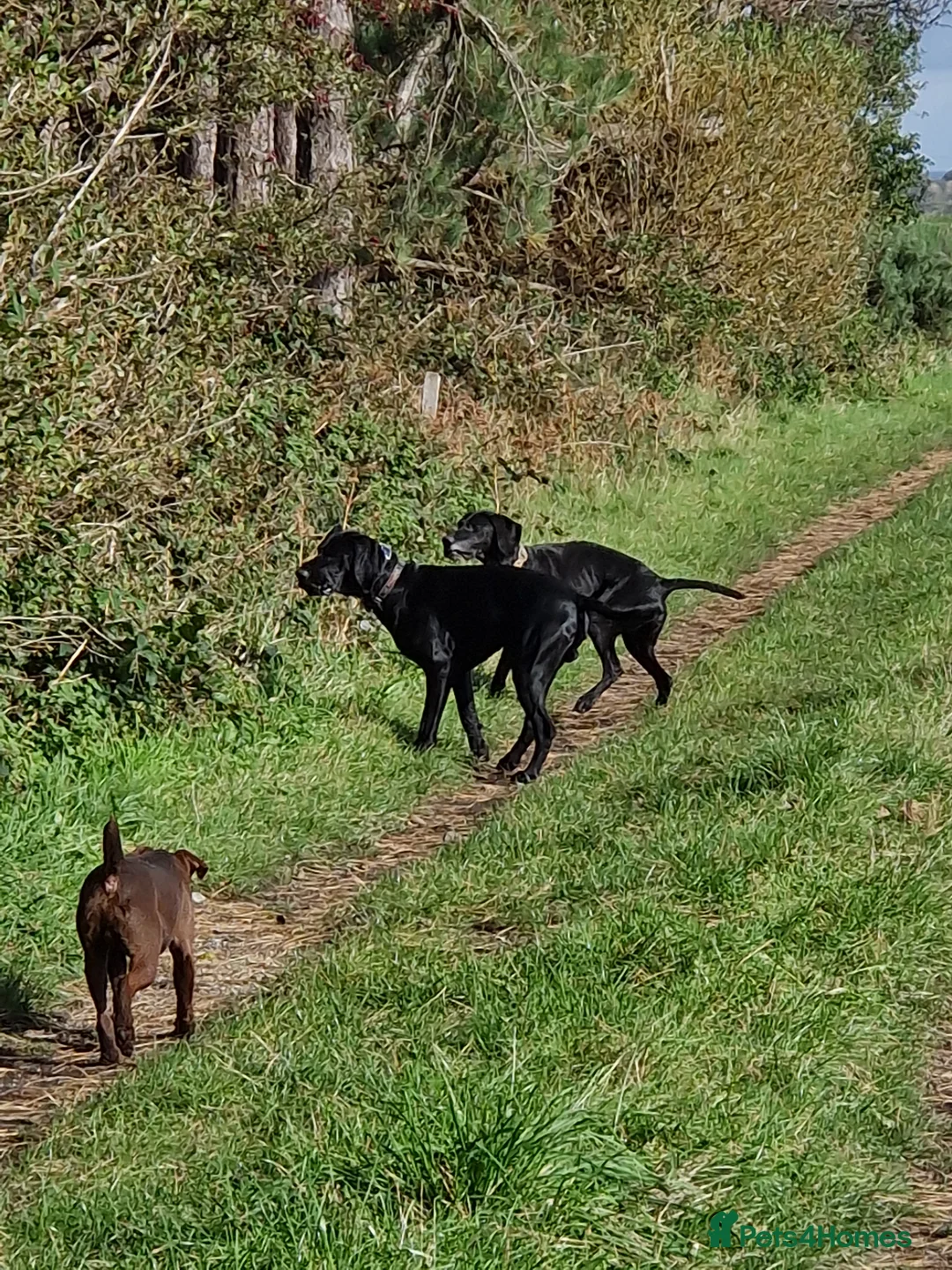 German Shorthaired Pointer dogs for stud: Proven full KC Reg GSP 5th Generation working in Liverpool - Advert 6
