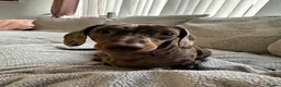 Miniature Dachshund dogs for sale: Miniature dachshund - Advert 6