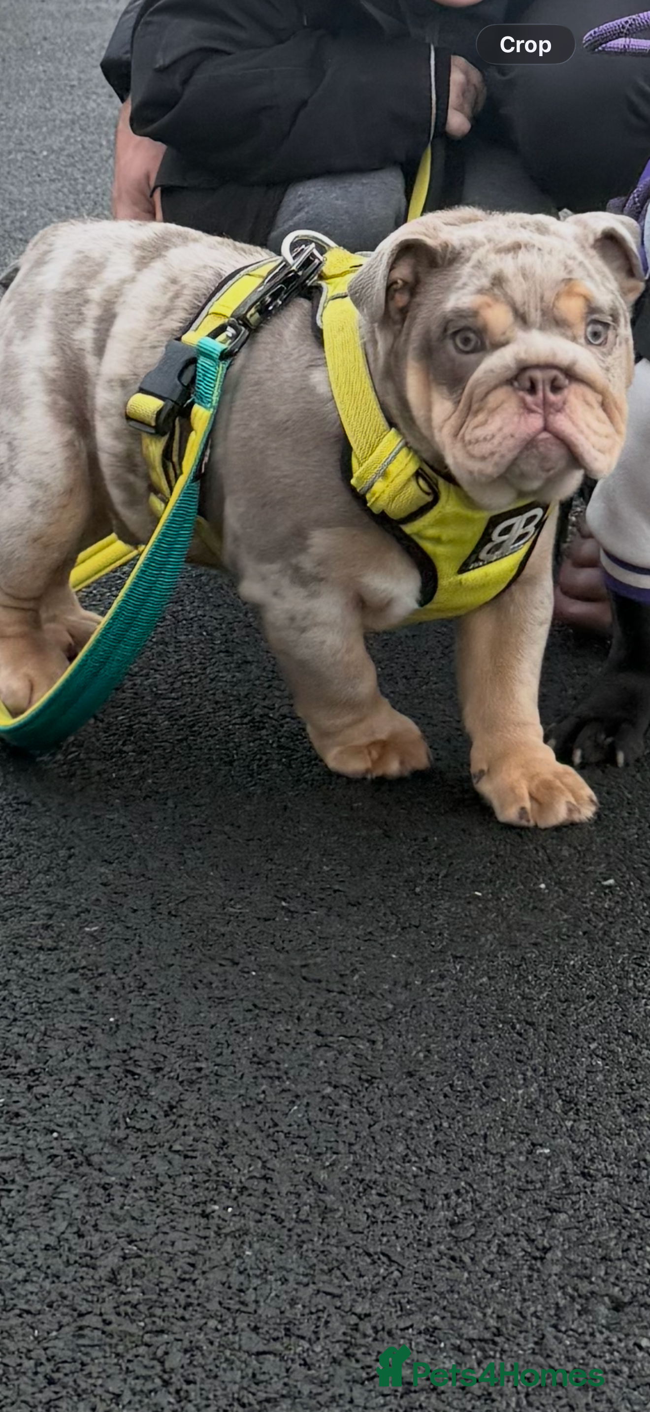 English Bulldog dogs 16 week old English bulldog 💙 - Advert 1