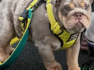 English Bulldog dogs 16 week old English bulldog 💙 - Advert 1