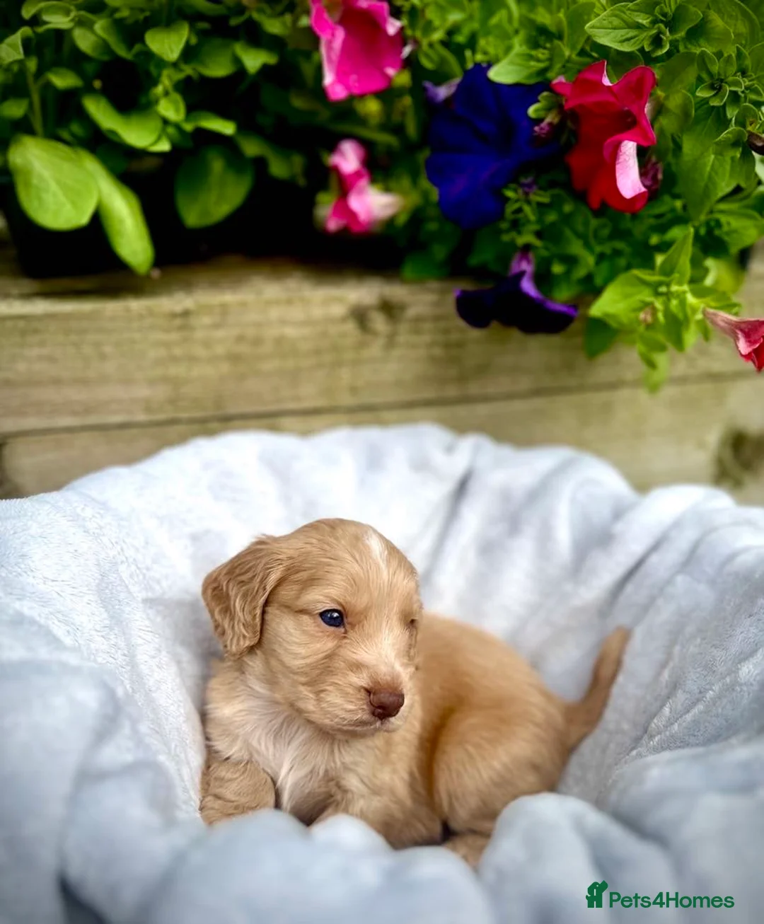 Cocker Spaniel dogs for stud: Health Tested Red Cocker Spaniel Stud  in Middlesbrough - Advert 6