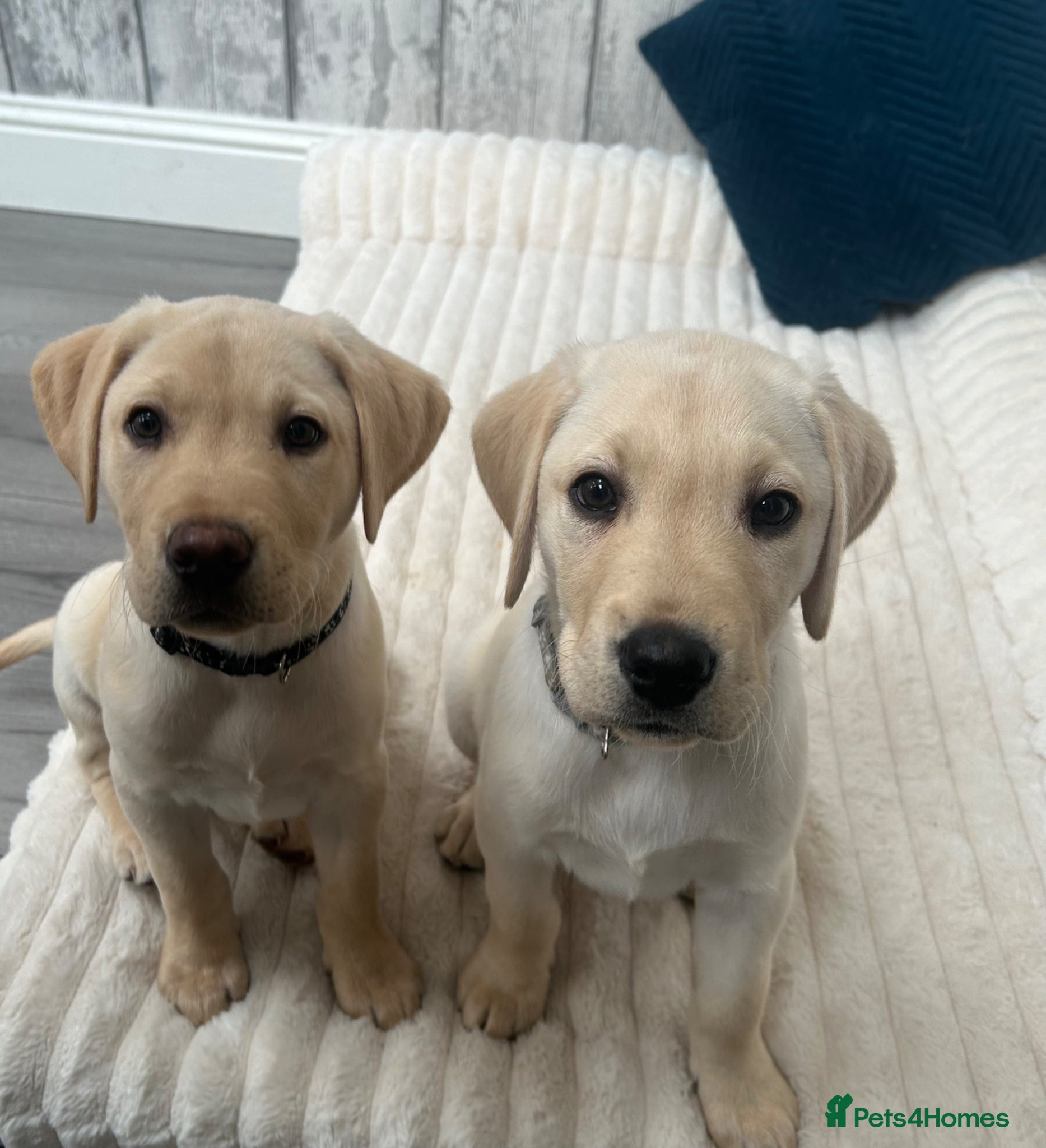 Labrador Retriever dogs KC Registered Labrador Puppies  - Advert 2