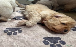 Mixed Breed dogs for sale: Multi generational goldendoodle puppies - Image 30