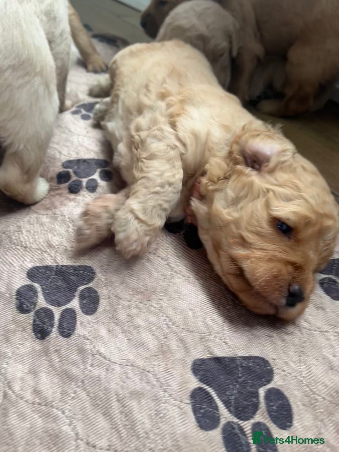 Mixed Breed dogs for sale: Multi generational goldendoodle puppies - Image 30