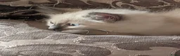 Ragdoll cats for sale: 5 ragdolls ready for their forever home - Advert 4