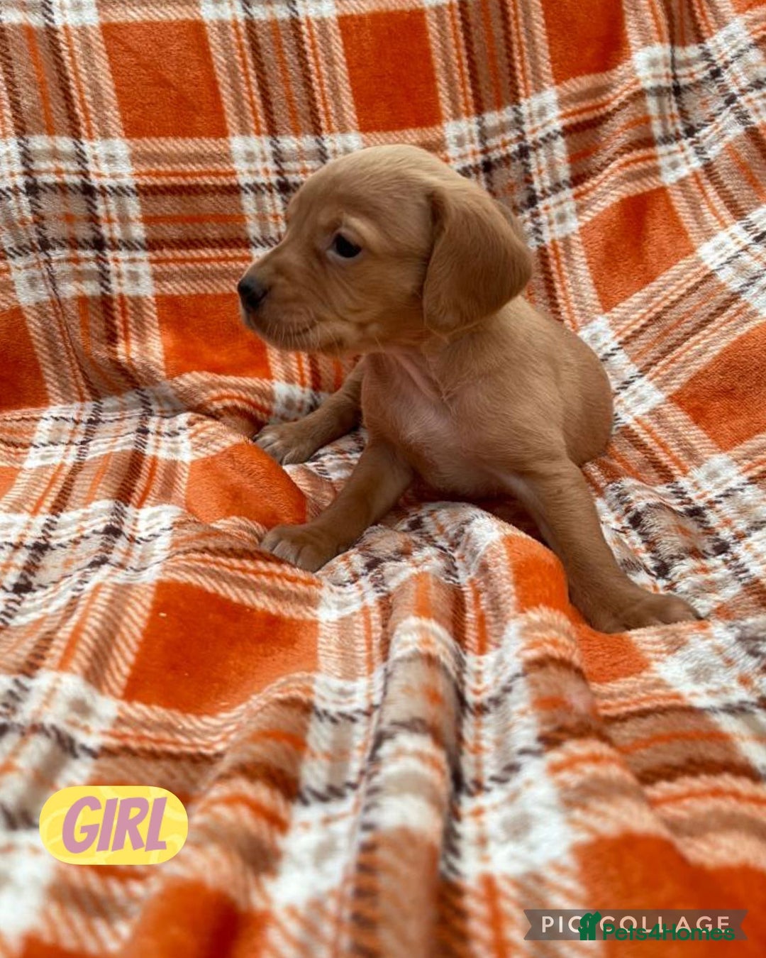 Cockerdor dogs for sale: Fox red Cockerdor pups - Advert 1
