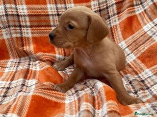 Cockerdor dogs Cockerdor pups - Advert 1