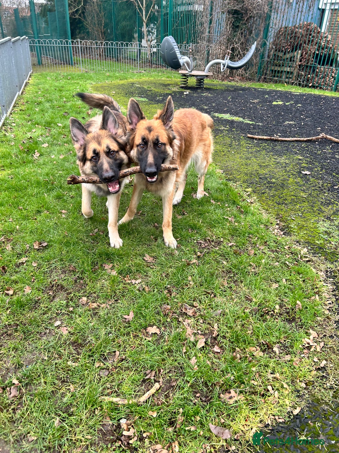 German Shepherd dogs for sale: Beautiful brothers  - Image 8