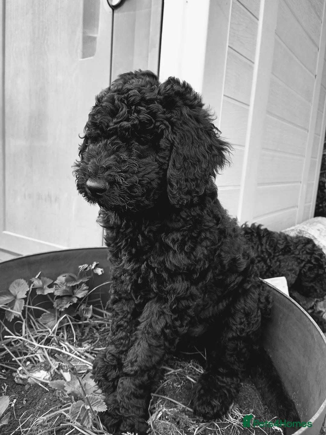 Standard Poodle dogs for sale: Two Beautiful Poodle Puppies left 🩷 - Advert 2