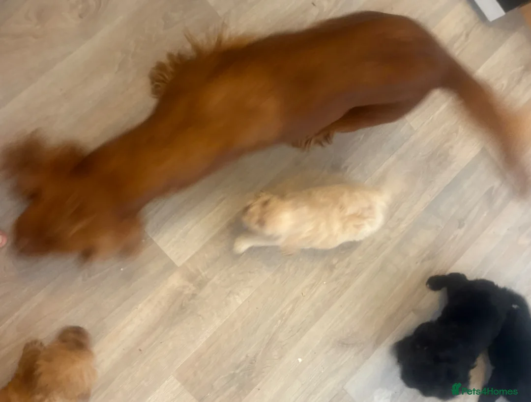 Cockapoo dogs for sale: Cockatoo puppies - Advert 1