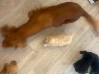 Cockapoo dogs Cockatoo puppies - Advert 5