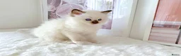 Ragdoll cats for sale: INDOOR PEDIGREE RAGDOLL KITTENS - Advert 2
