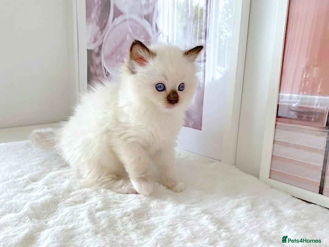 Ragdoll cats for sale: INDOOR PEDIGREE RAGDOLL KITTENS - Advert 2