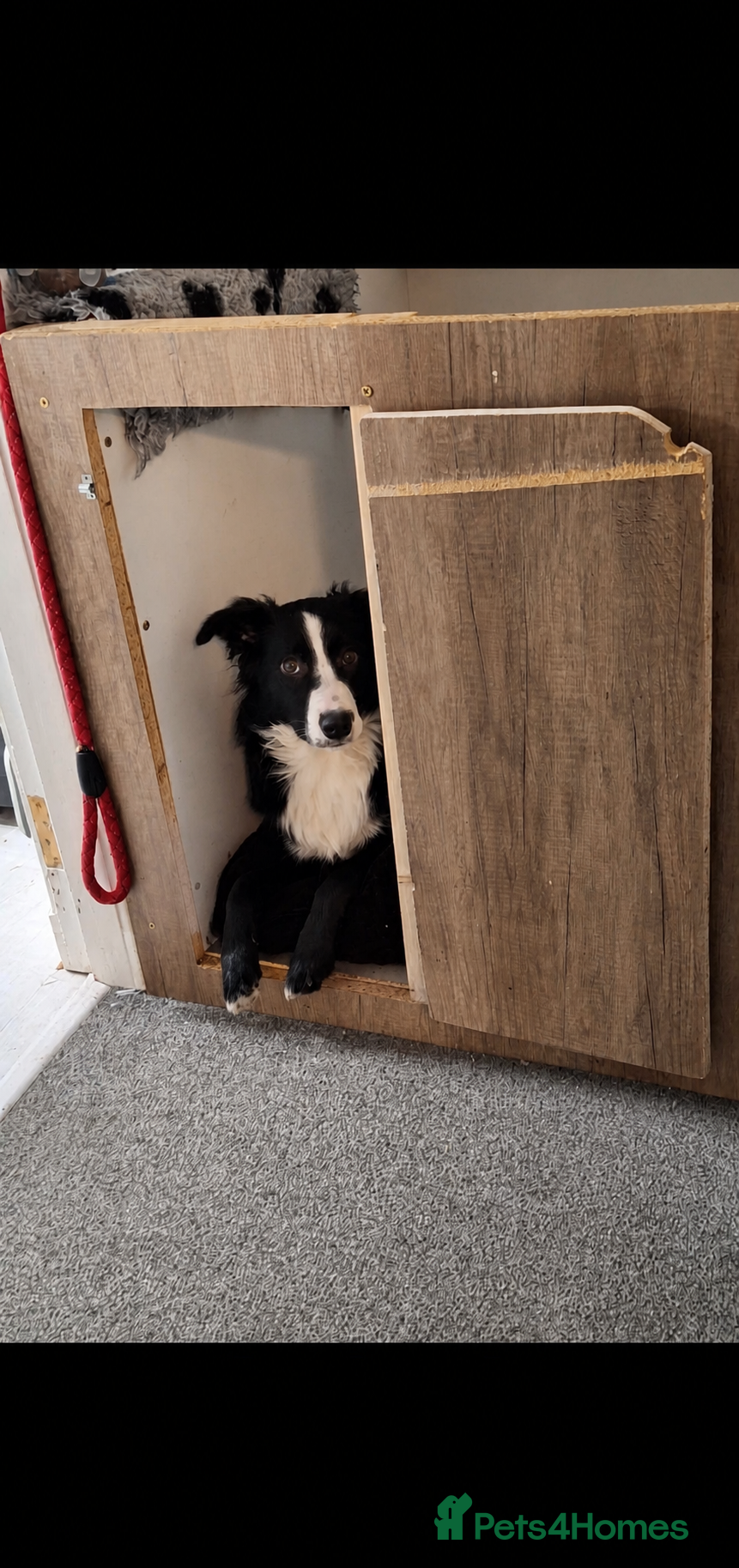 Border Collie dogs Border collie stud  - Advert 1