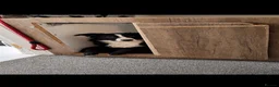 Border Collie dogs for stud: Border collie stud  - Advert 1