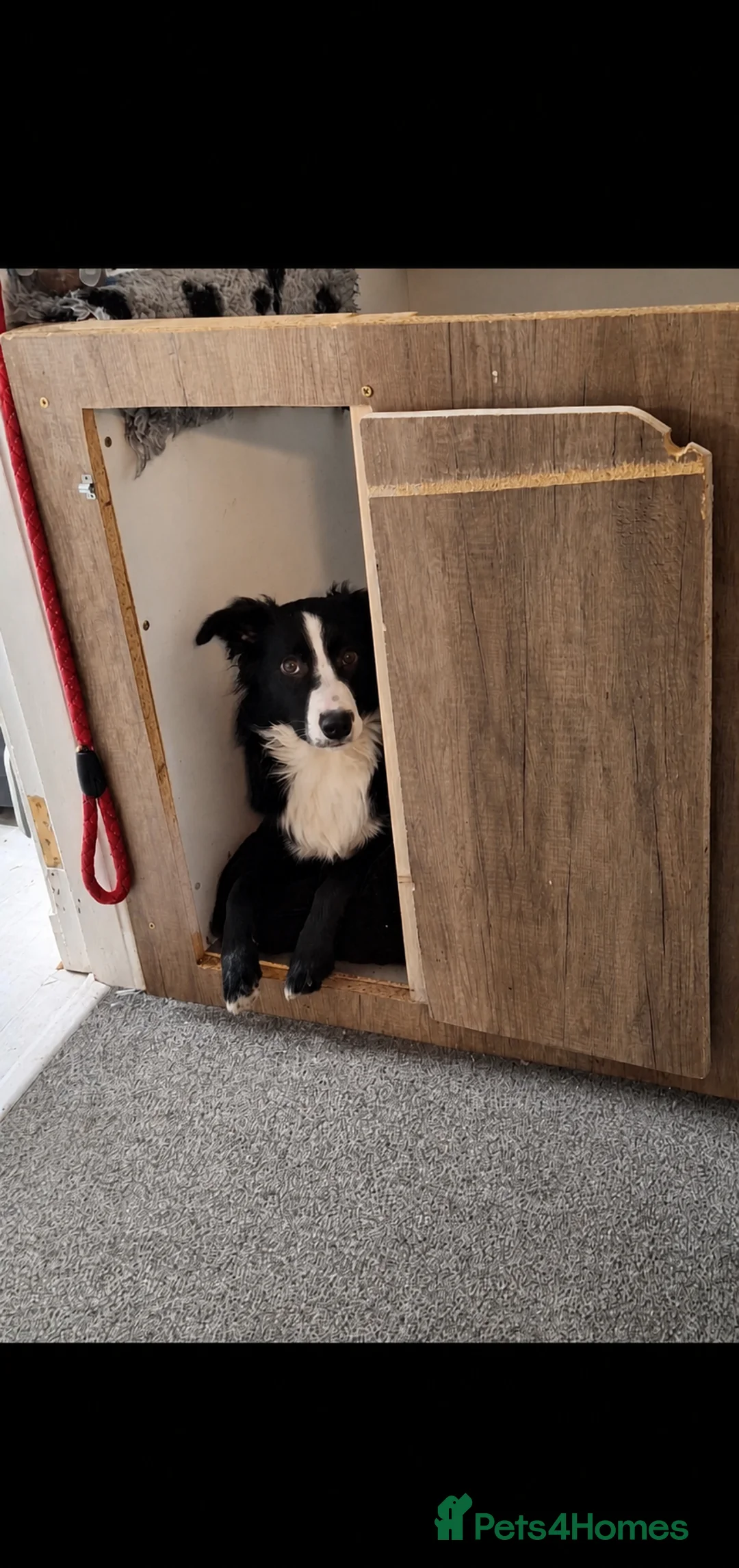 Border Collie dogs for stud: Border collie stud  - Advert 1