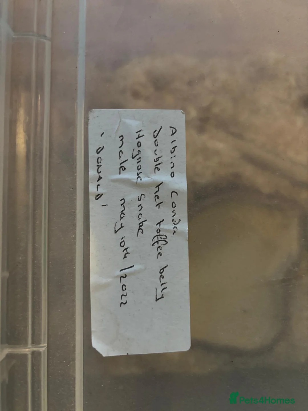 Snake reptiles for sale: Hognose snakes  in Havant - Advert 8