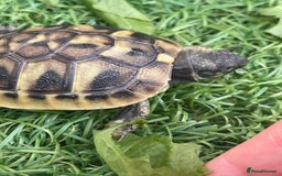 Hermann Tortoise reptiles for sale: Baby hermanns tortouse  - Image 6