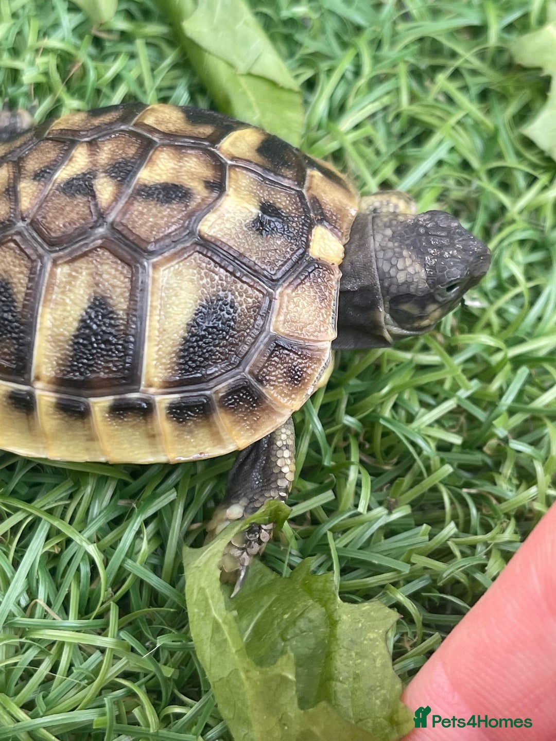 Hermann Tortoise reptiles for sale: Baby hermanns tortouse  - Image 6