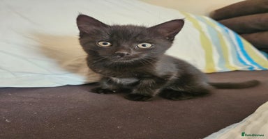 Mixed Breed cats - Advert 2