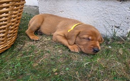 Labrador Retriever dogs for sale: KC Registered Fox Red Labrador Puppies - Image 5