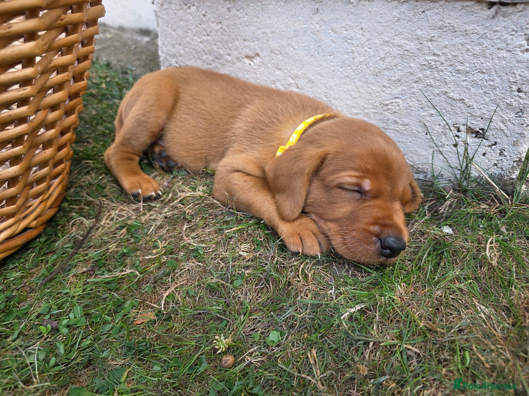 Labrador Retriever dogs for sale: KC Registered Fox Red Labrador Puppies - Image 5