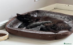 Maine Coon cats for sale: Purebred Maine Coon Male Kittens. Blue,Tabby,Black - Image 14