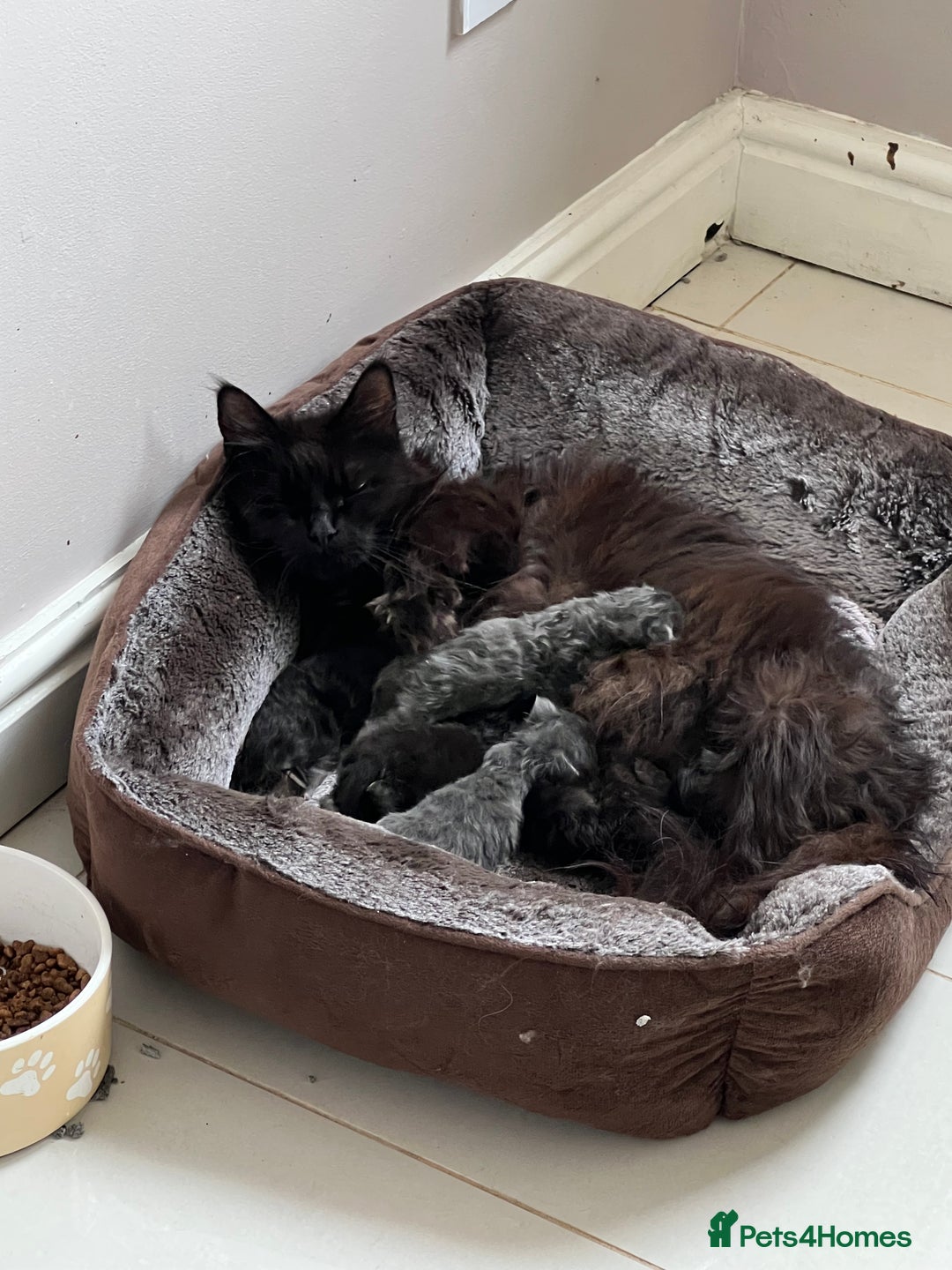 Maine Coon cats for sale: Purebred Maine Coon Male Kittens. Blue,Tabby,Black - Image 14