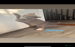 Mixed Breed cats for sale: 🐾 British Short Hair X Ragdoll Kittens 🐾 - Image 5