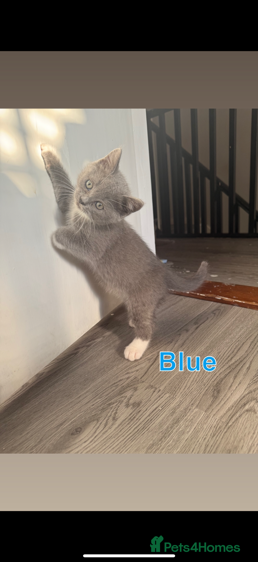 Mixed Breed cats for sale: 🐾 British Short Hair X Ragdoll Kittens 🐾 - Image 5