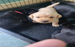 Labrador Retriever dogs for sale: Family bred Labrador puppies - Image 4